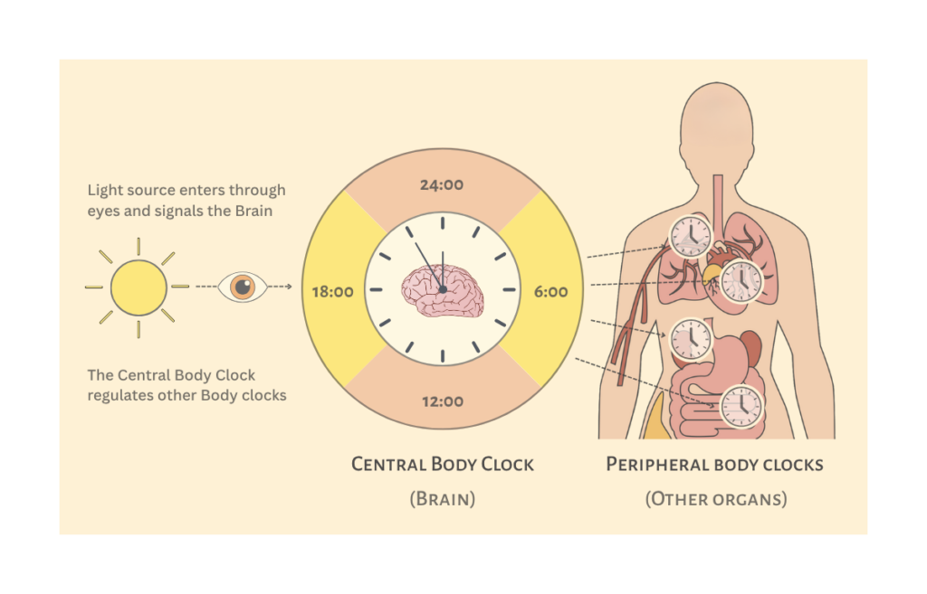 Body clock illustration showing how light signals regulate internal organs
