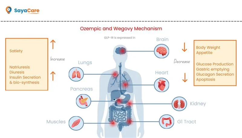 Wegovy vs Ozempic: Same Drug, Different Purpose